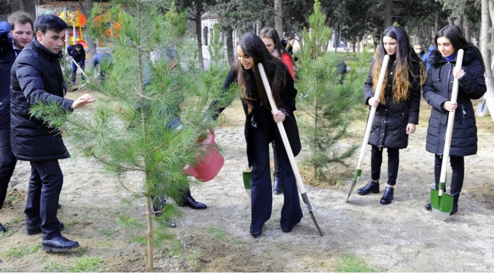 suraxani-rayonunda-agacekme-aksiyasi-kechirilib