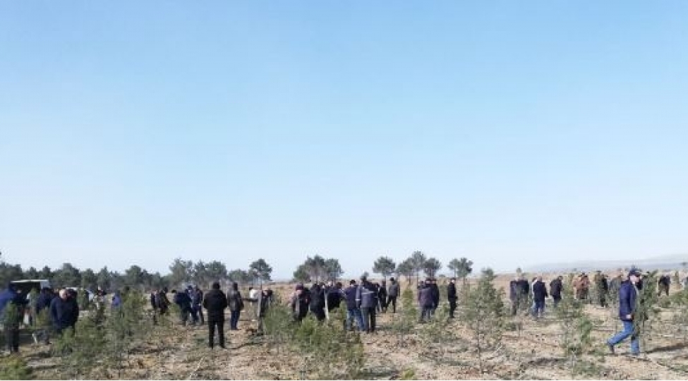 ulu-onder-heyder-eliyevin-100-illik-yubileyine-hesr-olunan-agacekme-aksiyasi-kechirilib