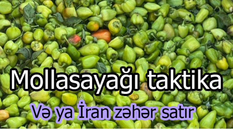 mollasayagi-taktika