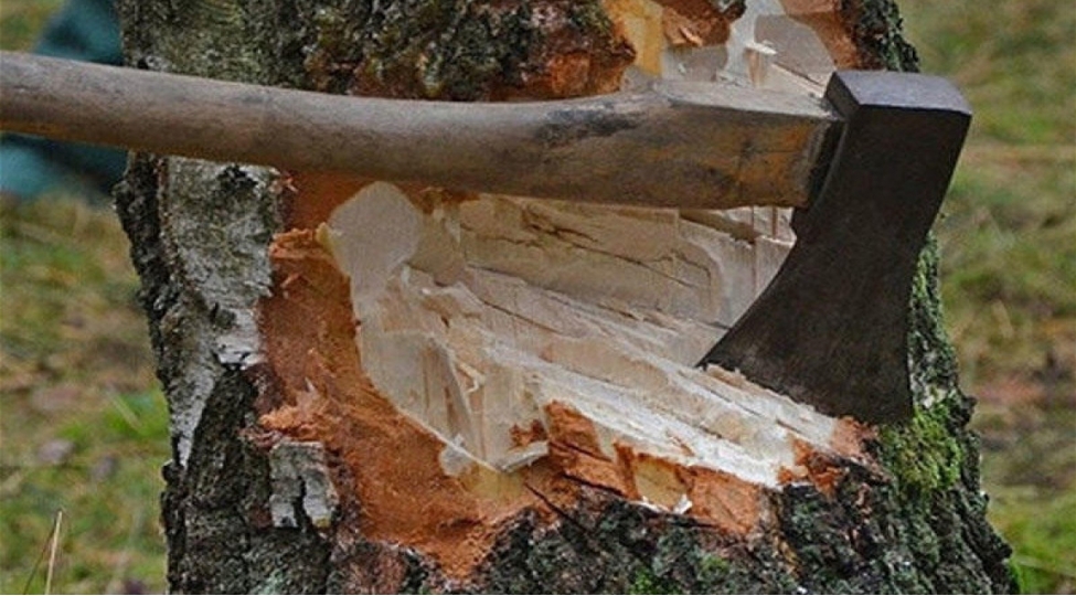 dord-rayonda-qanunsuz-agackesme-faktlari-ile-bagli-cinayet-ishleri-bashlanib
