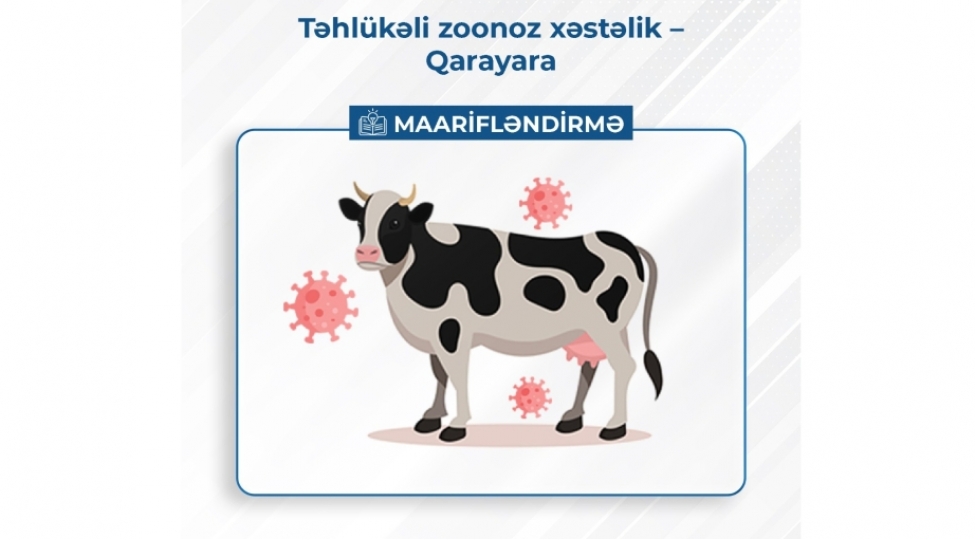aqta-qarayara-heyvanlarla-yanashi-insanlar-uchun-de-boyuk-tehluke-toredir