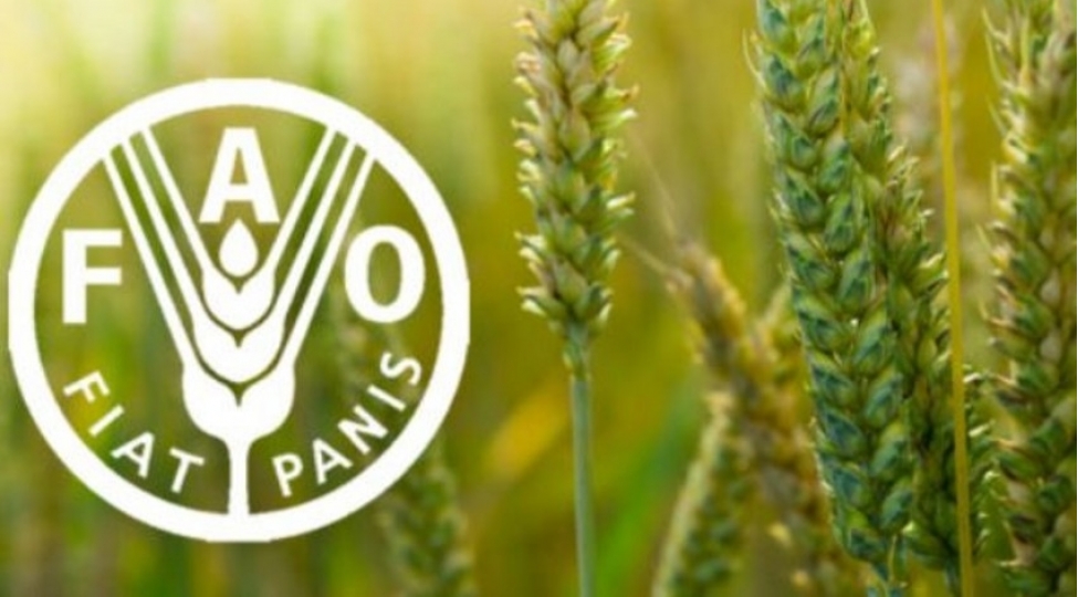 fao-iyun-ayi-uchun-erzaq-qiymetlerinin-indeksini-achiqlayib