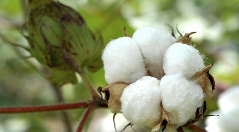 azerbaycan-8-ayda-125-milyon-dollarliq-pambiq-ixrac-edib