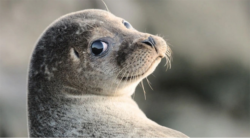 xezer-sahilinde-112-olu-suiti-ashkarlanib