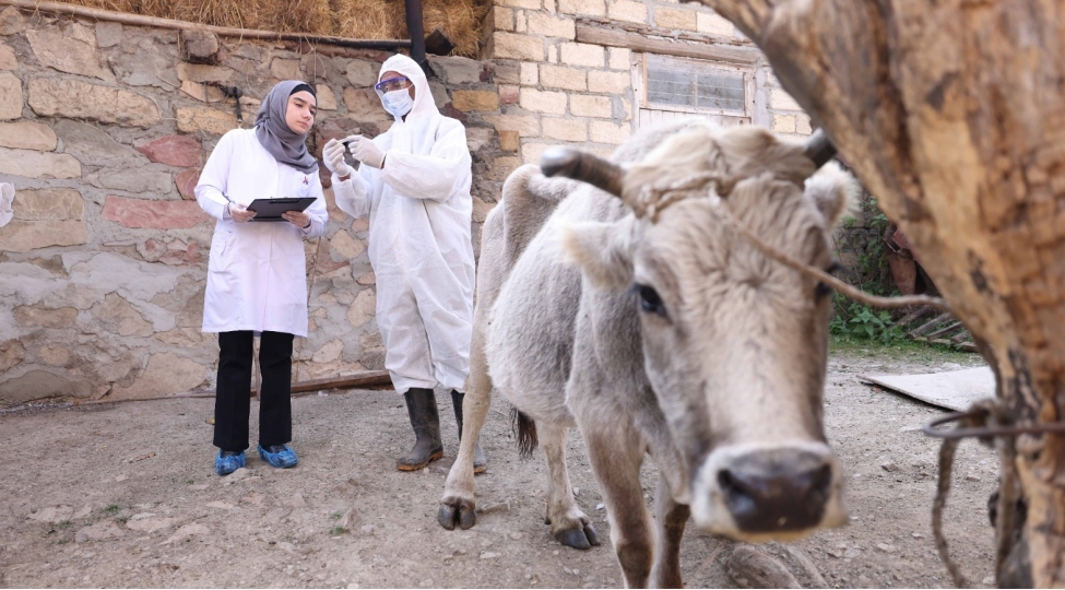 dashkesen-ve-goygol-rayonlarinda-aqrar-inkishafa-destek-layihesi-ugurla-davam-etdirilir