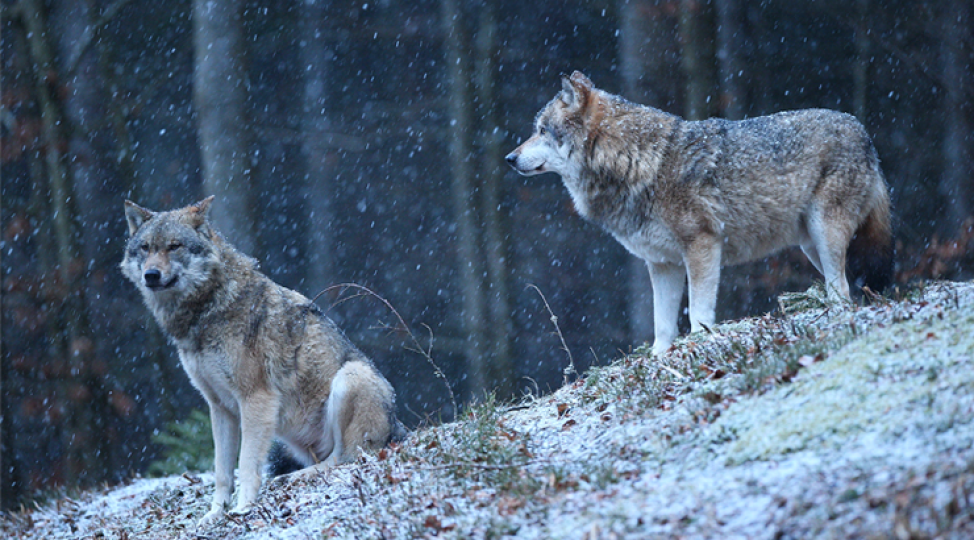 aqrar-sigorta-fondu-teserrufatlara-vehshi-heyvan-hucumlari-ile-bagli-fermerlere-chagirish-edib