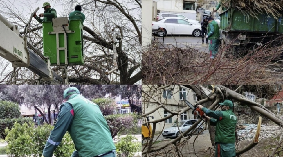 bakida-guclu-kulek-neticesinde-6-agac-ashib