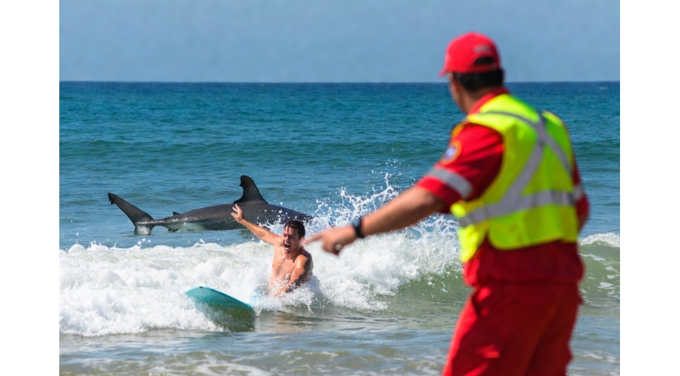 bu-olkede-chimerliklere-kopekbaligi-hucumlari-bashlandi