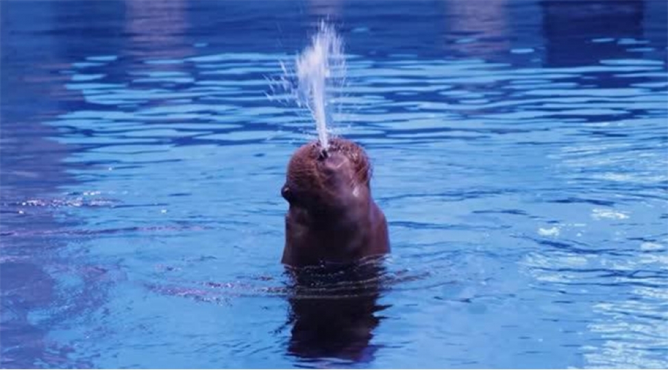 morjlarin-sevgililer-gunu-tebriki-video