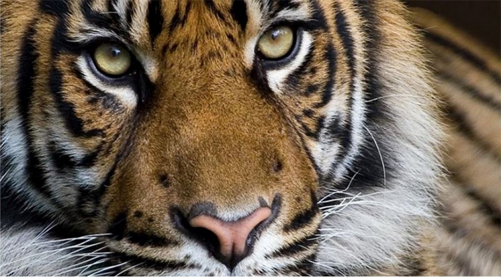 tailandda-olumcul-virus-zooparkda-onlarla-peleng-telef-oldu