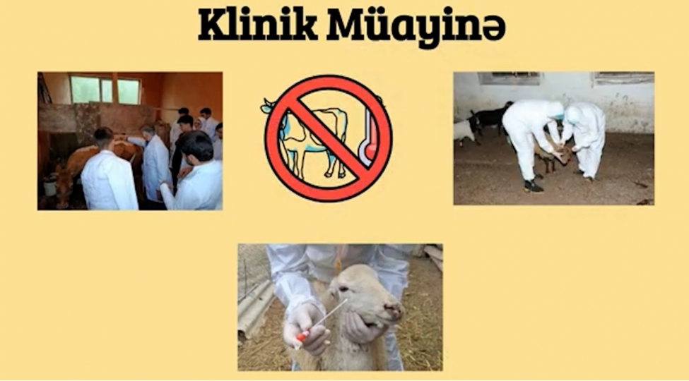 aqta-heyvanlarin-peyvendlenmesi-ile-bagli-videocharx-hazirlayib-video