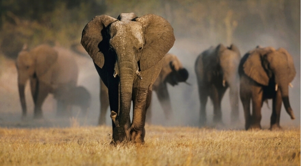 hindistanda-sernishin-qatari-fil-surusune-chirpilib