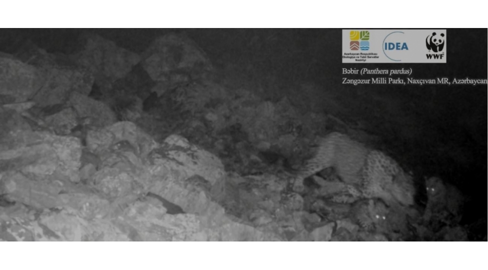 azerbaycanin-milli-parkinda-daha-iki-bala-bebir-qeyde-alinib-video