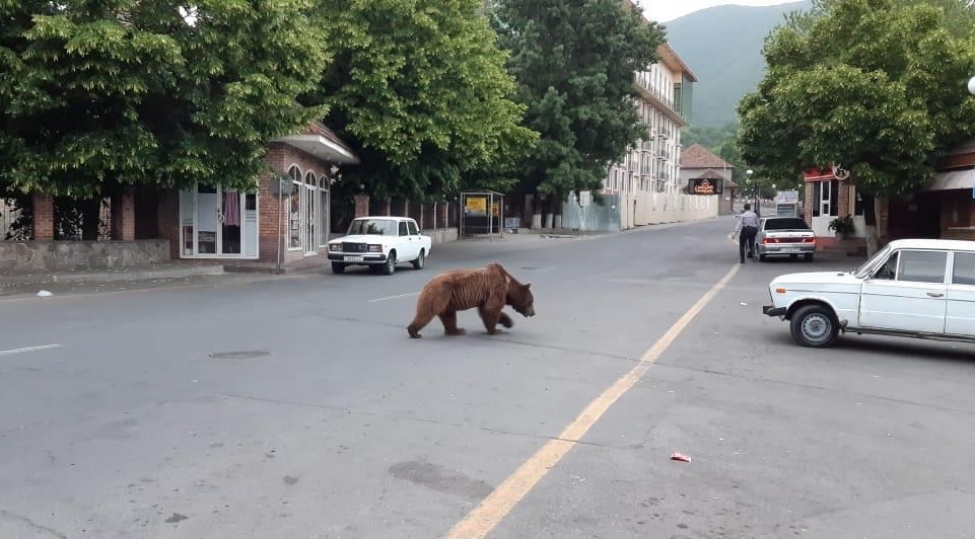 shekinin-merkezinde-qonur-ayi-gorundu-video