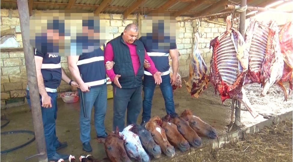 dord-ton-at-etini-mal-eti-adi-ile-satmaq-isteyirmishler-fotovideo