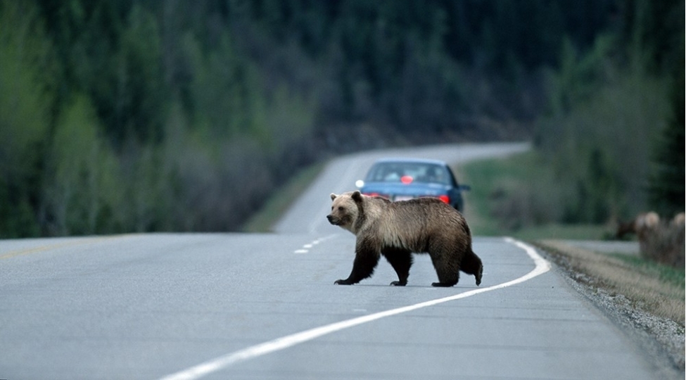 ayi-avtomobile-hucum-etdi-video