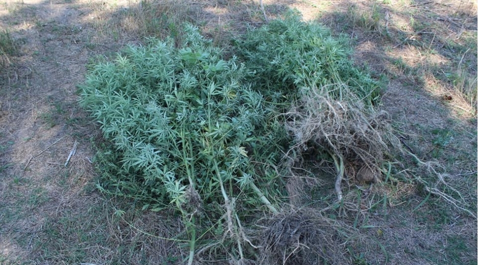 absheronda-iki-neferden-7-kq-dan-chox-narkotik-goturulub-video