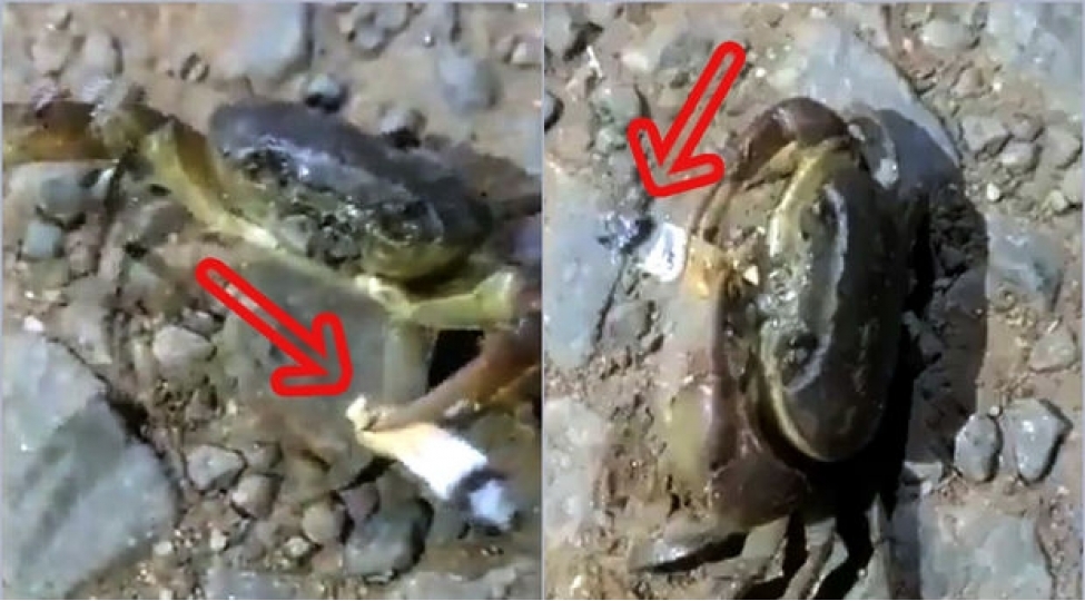siqaret-cheken-xercheng-fenomen-oldu-video