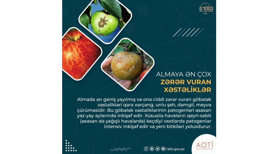 almaya-en-chox-zerer-vuran-xestelikler