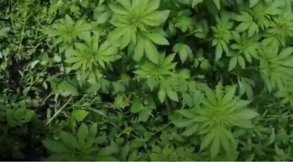 kelbecerde-ermenilerin-saldigi-narkotik-plantasiyasi-ashkarlanib-video