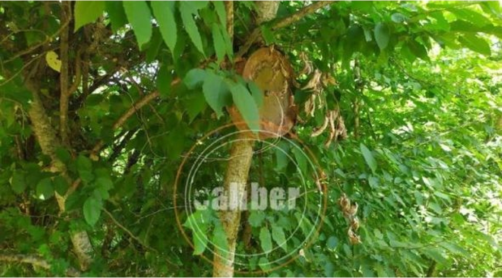 ermenilerin-agaca-asdigi-olum-meyveleri