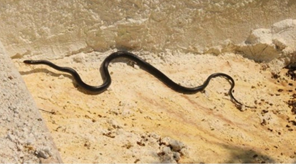 haciqabul-sakinini-gurze-sancib-2