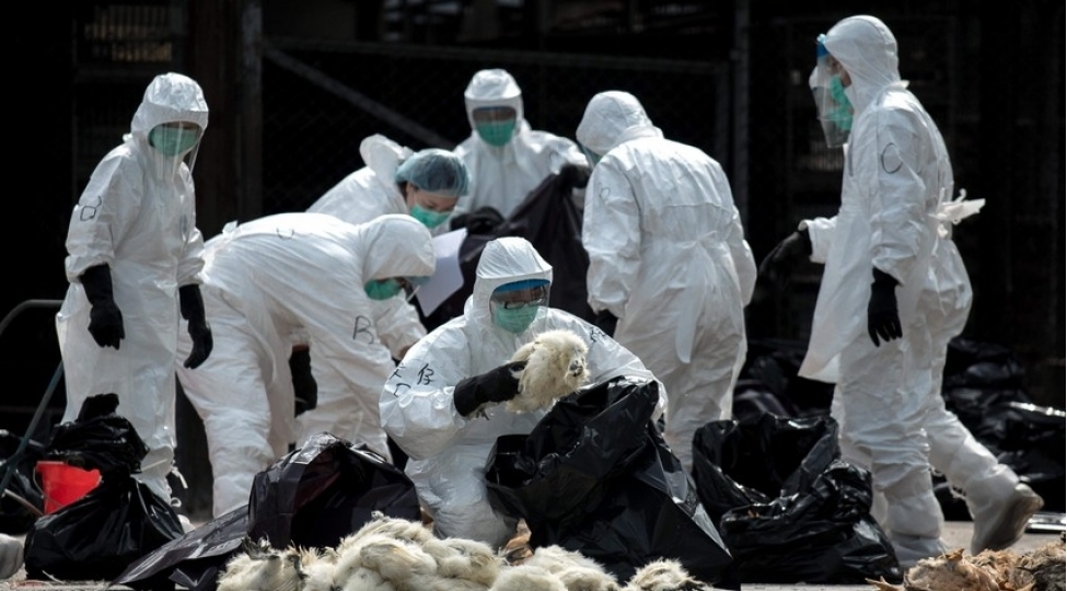 chinde-qush-qripi-qeyde-alinib-olen-var