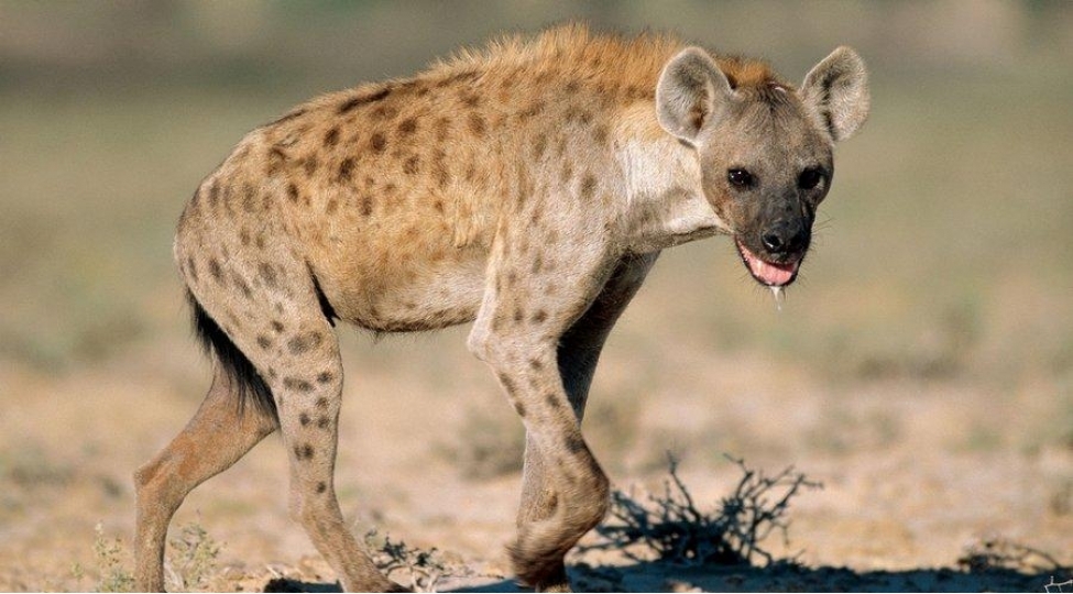 daha-bir-canlida-koronavirus-ashkar-edilib