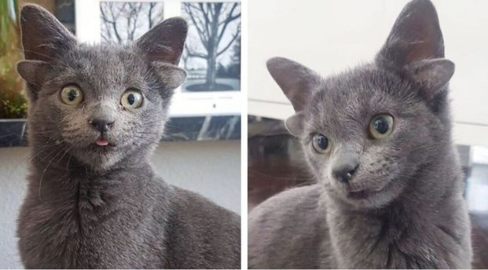 turkiyede-dordqulaqli-pishik-sosial-media-fenomeni-oldu