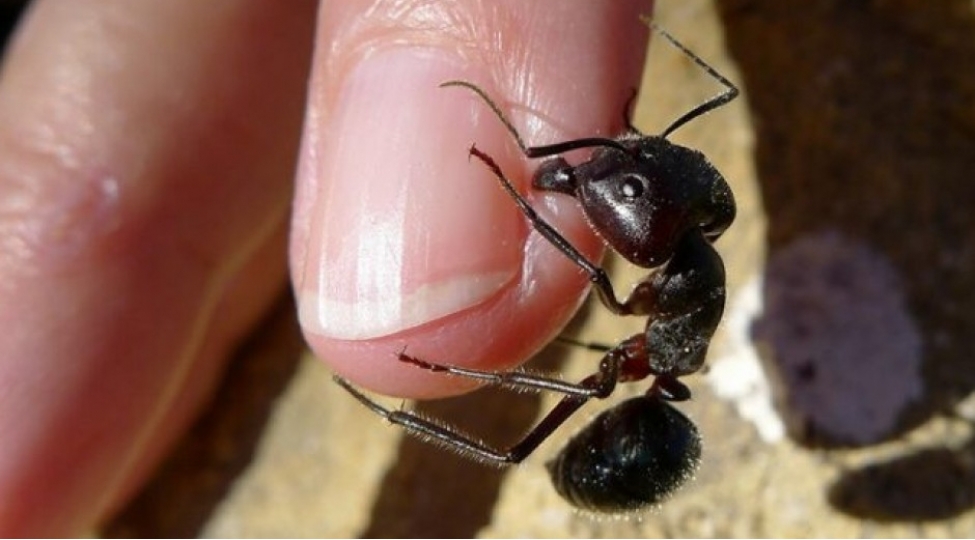 heqiqeten-komek-eden-8-qeribe-tibbi-prosedur-foto