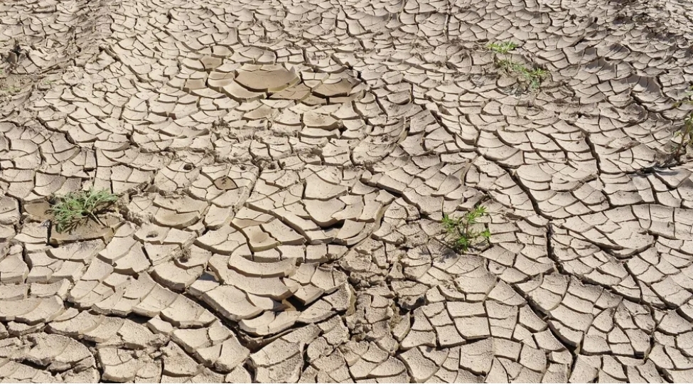 qlobal-istileshme-insan-ve-heyvanlarin-xarici-gorunushune-de-tesir-edir-sasapost