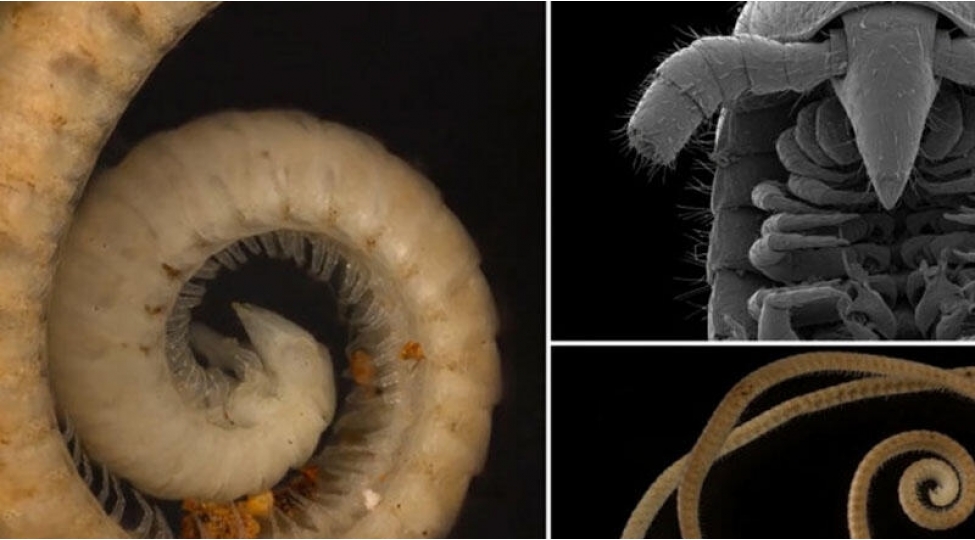 minden-chox-ayagi-olan-yeni-canli-keshf-edildi-video