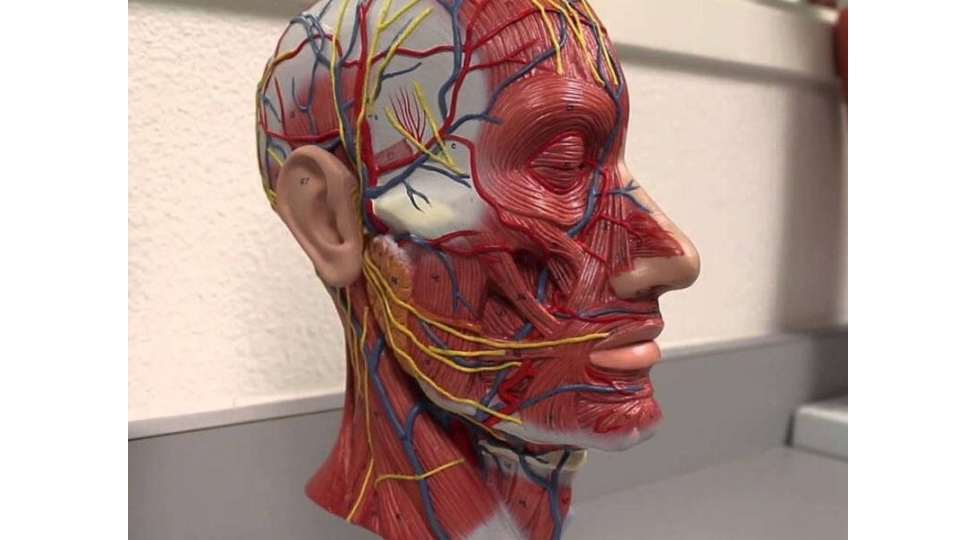 insan-bedeninde-yeni-orqan-tapildi