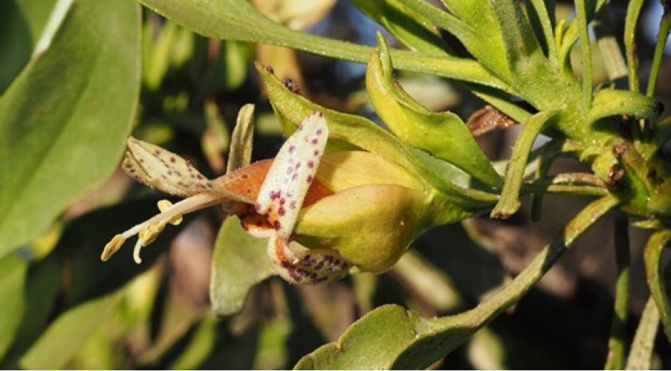 bu-bitki-kimya-terapiyasinin-tesirini-azaldir