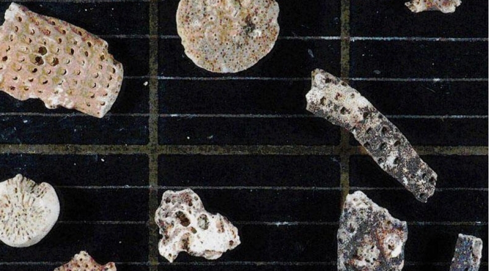 antarktidada-heyat-xezinesi