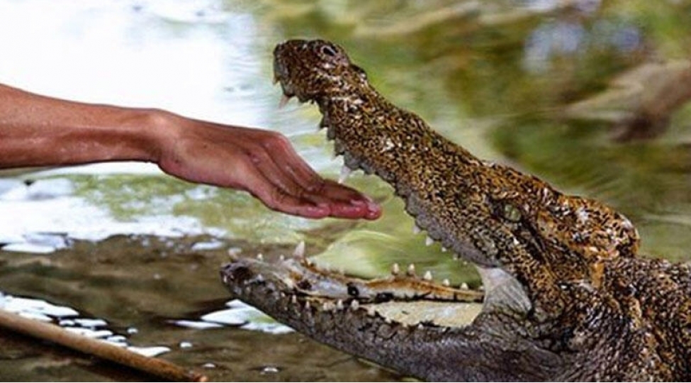 timsahi-yalin-elle-oldurdu