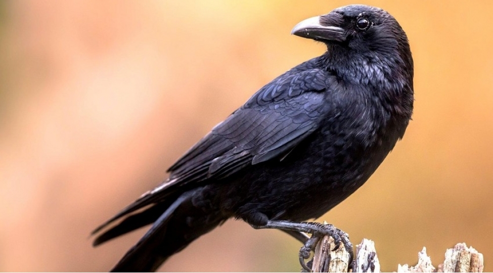 bu-olkede-qargalar-siqaret-kotuklerini-toplayacaq