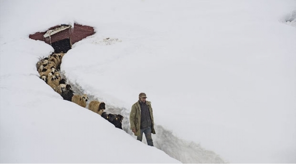 turkiyeli-fermerler-qarda-mal-qaralarini-bele-gezdirirler-foto