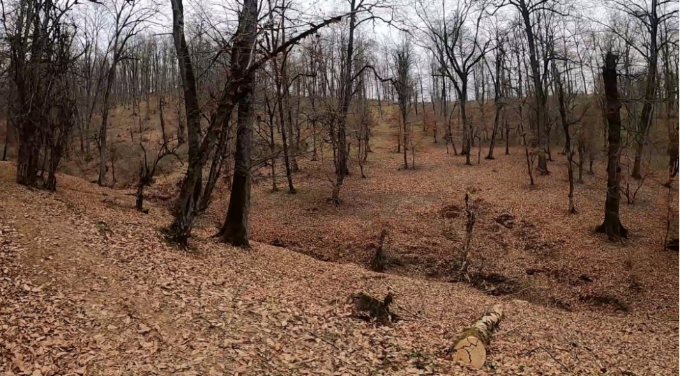 meshelerde-agaclari-kutlevi-shekilde-kesen-deste-uzvleri-tutulub-video