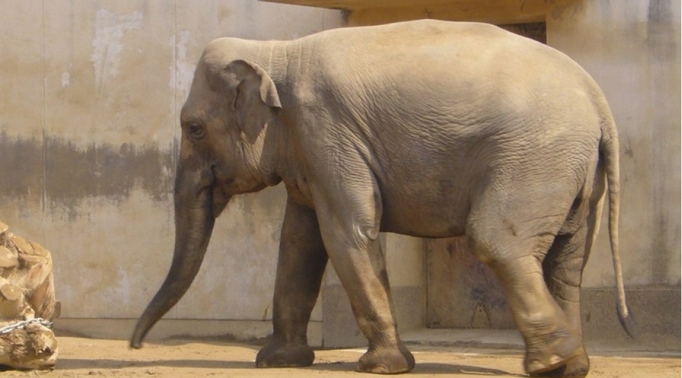 xendeye-dushen-fil-bele-xilas-oldu-video