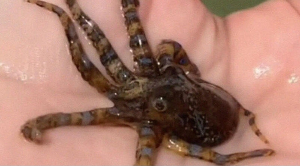 dunyanin-en-tehlukeli-canlisi-ile-uz-uze-video