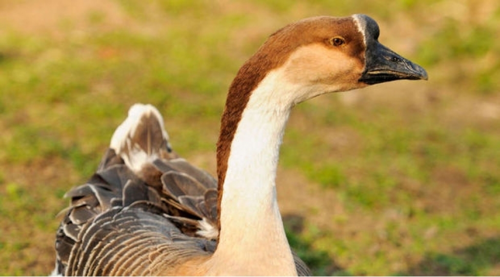 en-qedim-ev-qushlari-hansilardir