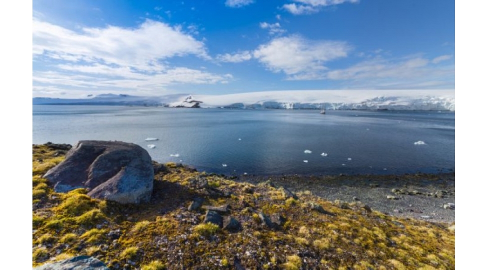 antarktidada-chicheklenen-bitki-ortuyu