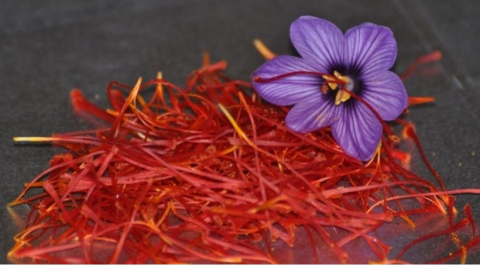 muharibeye-sebeb-olan-bitki-zeferan