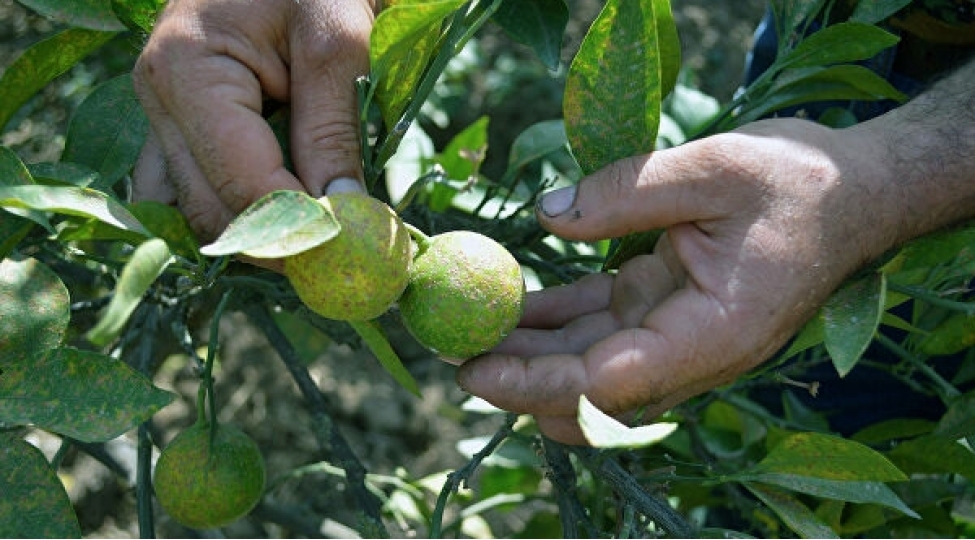 yashil-qabiqli-portagal