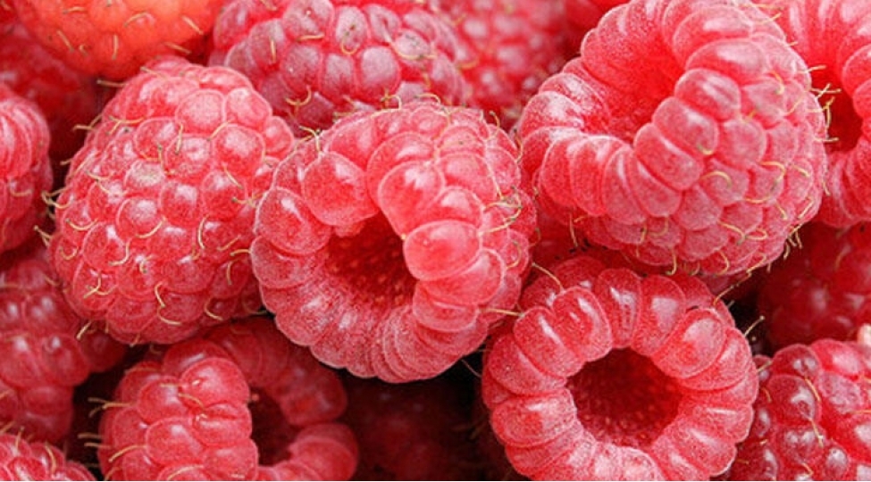 morugun-orqanizme-faydalari