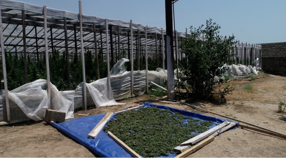 istixanada-narkotik-bitki-yetishdiren-shexs-tutulub-video