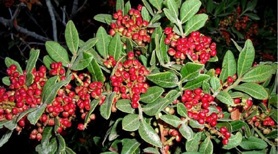 dagdaganin-bilinmeyen-faydalari