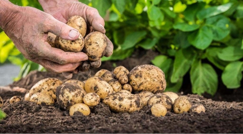 kartofda-zeherli-maddenin-oldugunu-nece-bilmeli