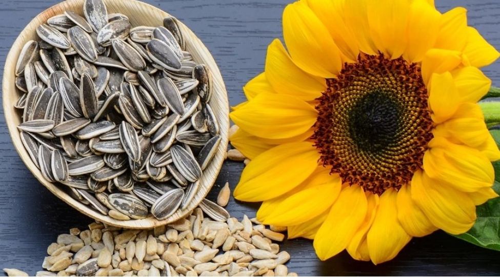 gunebaxan-tumlarinin-inanilmaz-faydalari